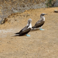 Imagen Aves punta Pitt